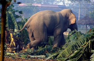झापामा  जंगली  हात्तीको  आक्रमणबाट  १४  वर्षमा  ६४  को मृत्यु